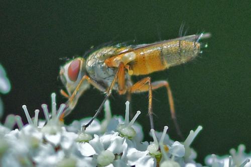 Solieria pacifica